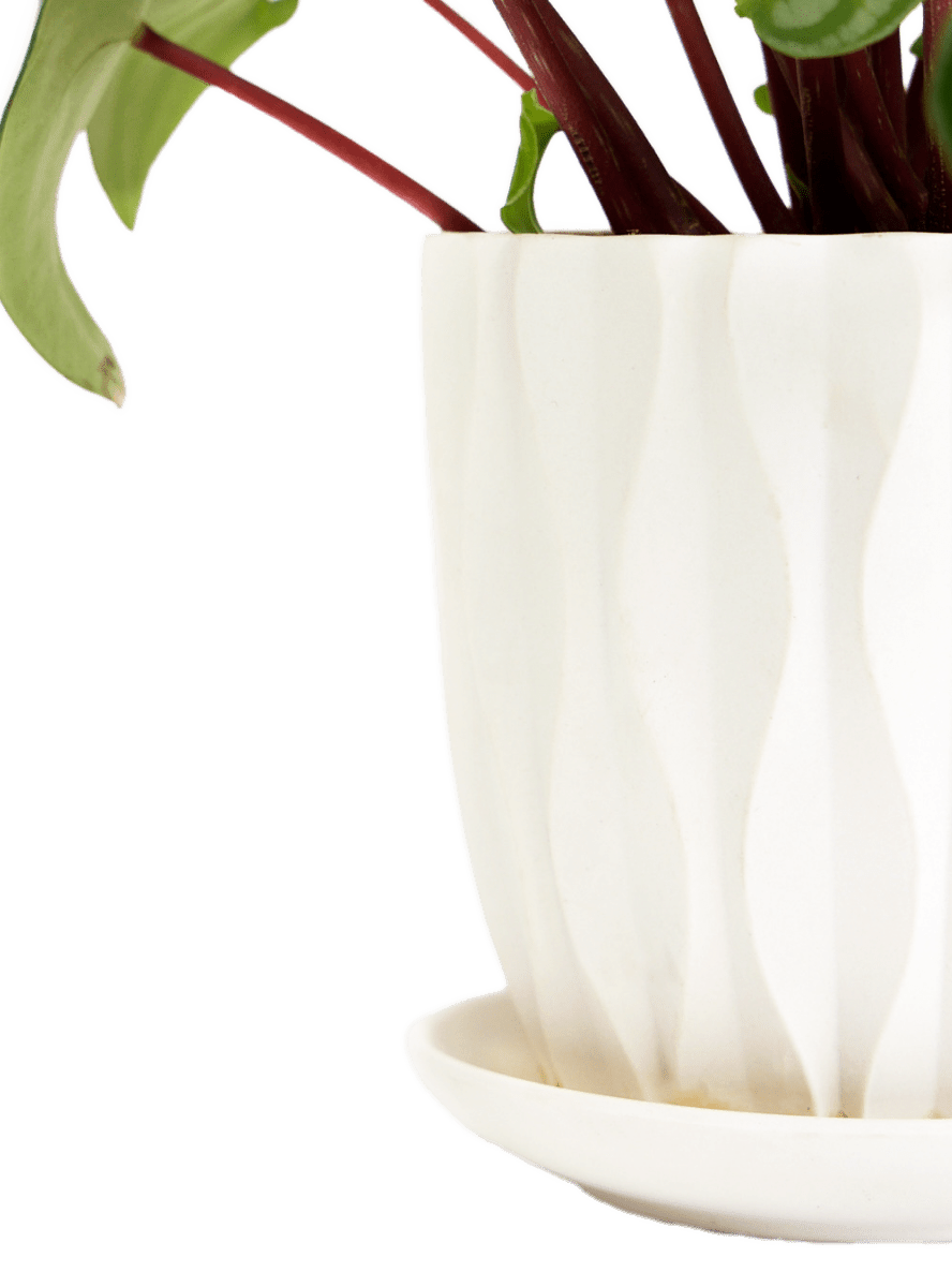 Virago 5" Porcelain Pot With Drainage Hole And Saucer - Chive Ceramics Studio - Pots - Chive Ceramics Studio