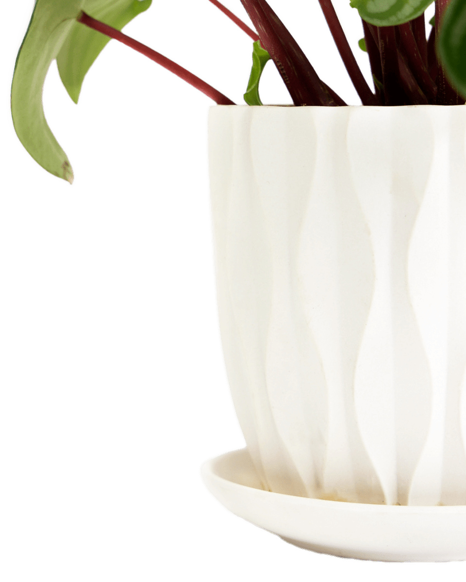 Virago 5" Porcelain Pot With Drainage Hole And Saucer - Chive Ceramics Studio - Pots - Chive Ceramics Studio