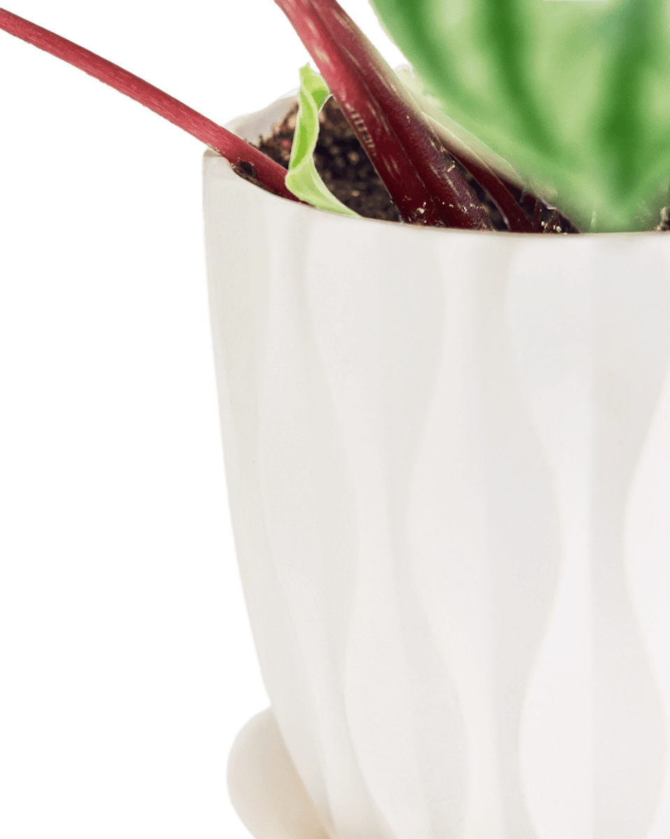 Virago 5" Porcelain Pot With Drainage Hole And Saucer - Chive Ceramics Studio - Pots - Chive Ceramics Studio