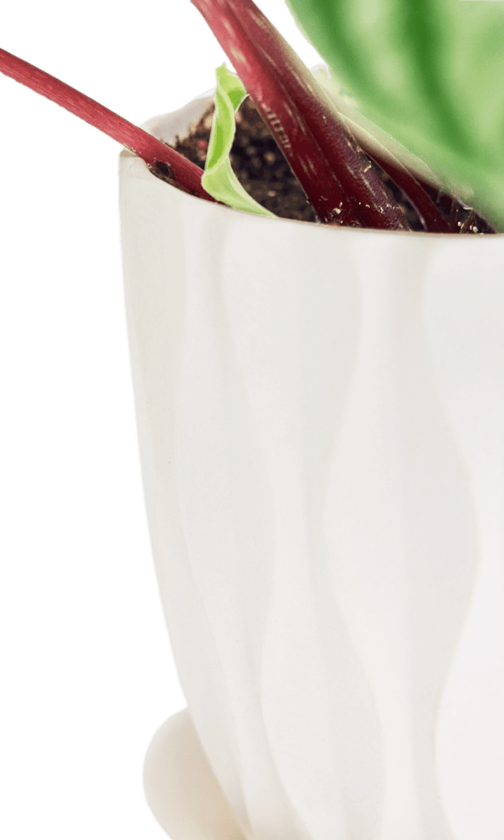 Virago 5" Porcelain Pot With Drainage Hole And Saucer - Chive Ceramics Studio - Pots - Chive Ceramics Studio