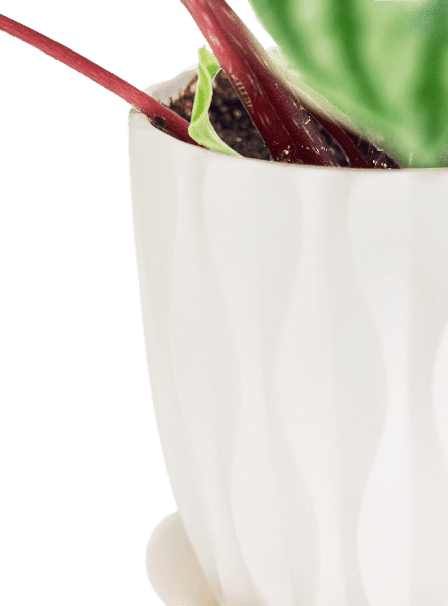 Virago 5" Porcelain Pot With Drainage Hole And Saucer - Chive Ceramics Studio - Pots - Chive Ceramics Studio