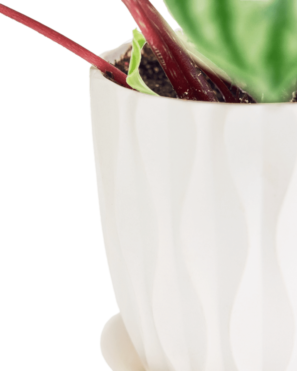 Virago 5" Porcelain Pot With Drainage Hole And Saucer - Chive Ceramics Studio - Pots - Chive Ceramics Studio