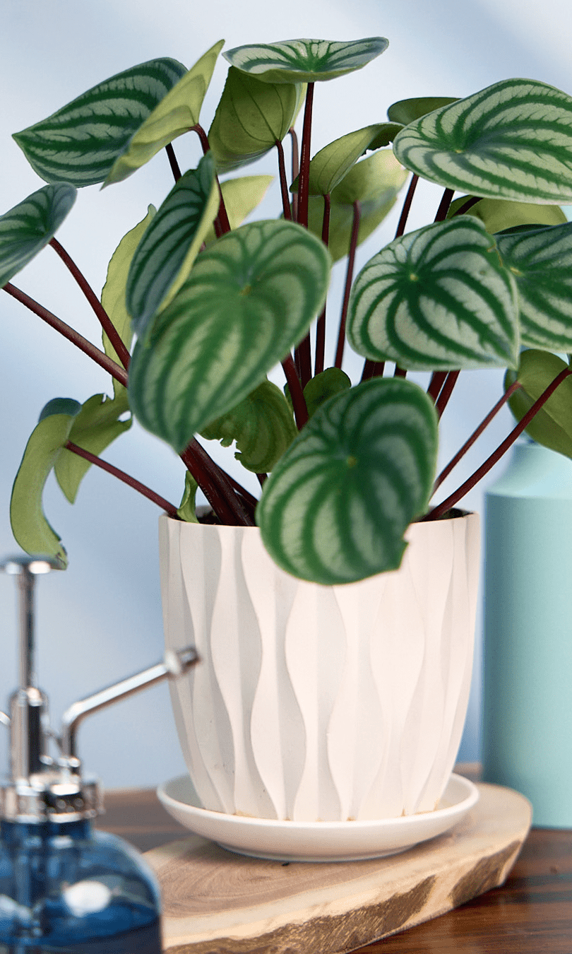 Virago 5" Porcelain Pot With Drainage Hole And Saucer - Chive Ceramics Studio - Pots - Chive Ceramics Studio