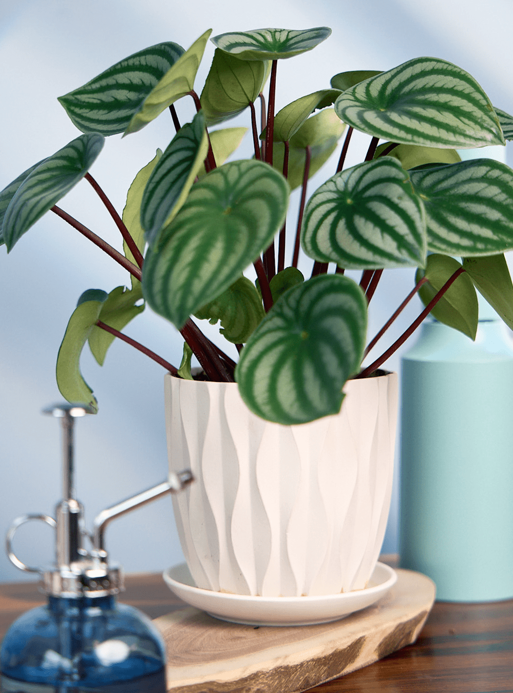 Virago 5" Porcelain Pot With Drainage Hole And Saucer - Chive Ceramics Studio - Pots - Chive Ceramics Studio