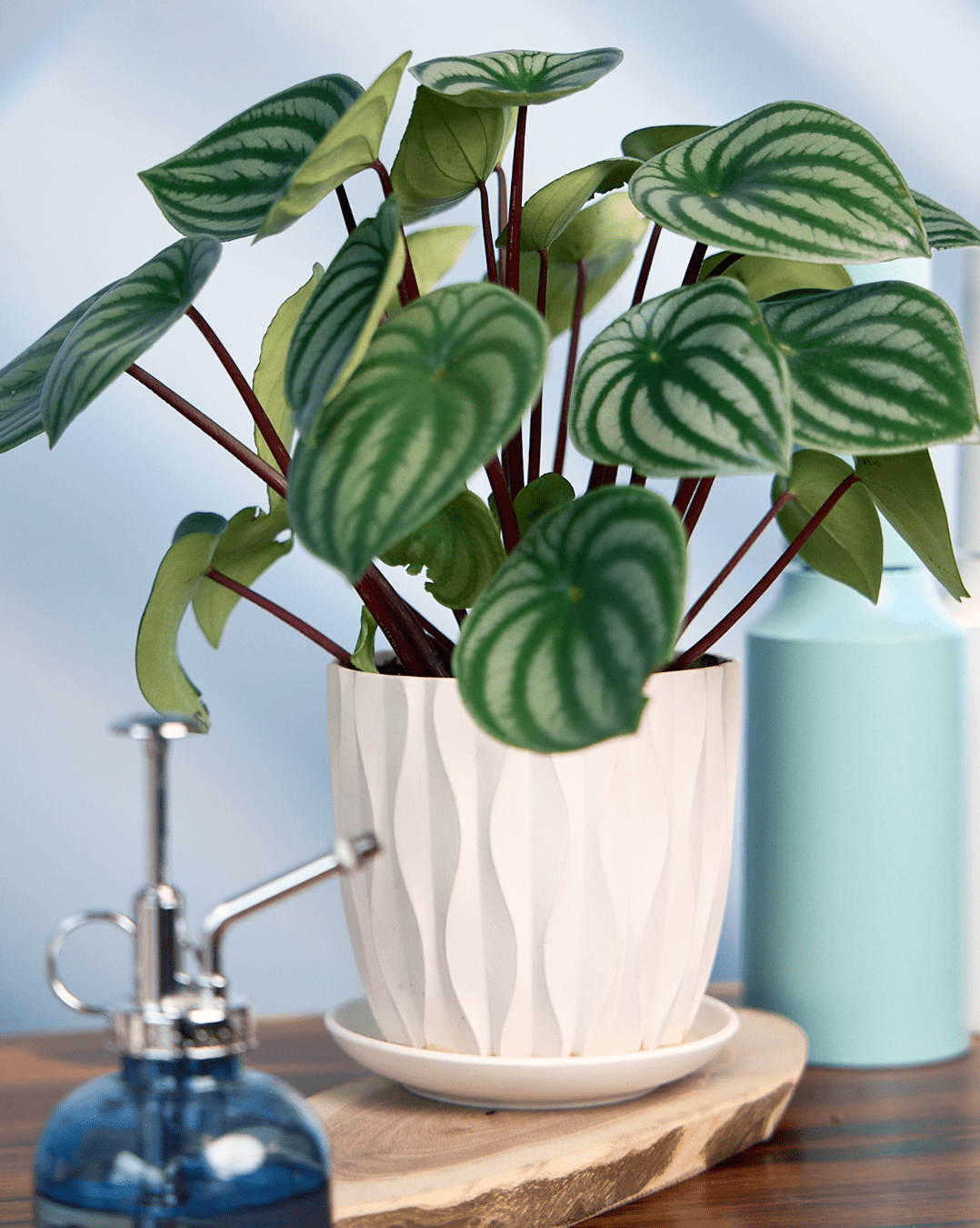 Virago 5" Porcelain Pot With Drainage Hole And Saucer - Chive Ceramics Studio - Pots - Chive Ceramics Studio