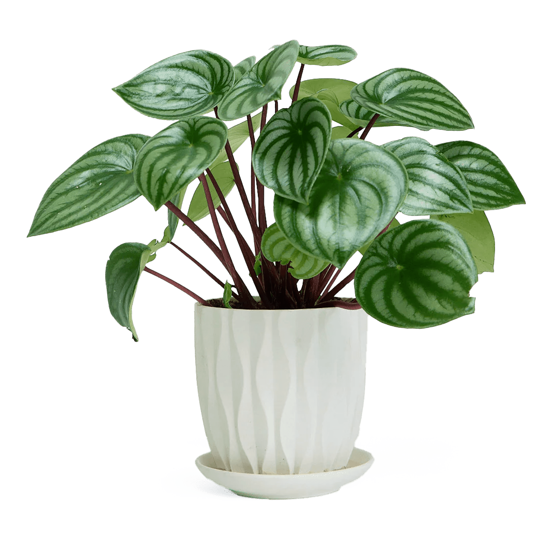 Virago White 5" Porcelain Pot - Chive Ceramics Studio - Pots - Chive Wholesale