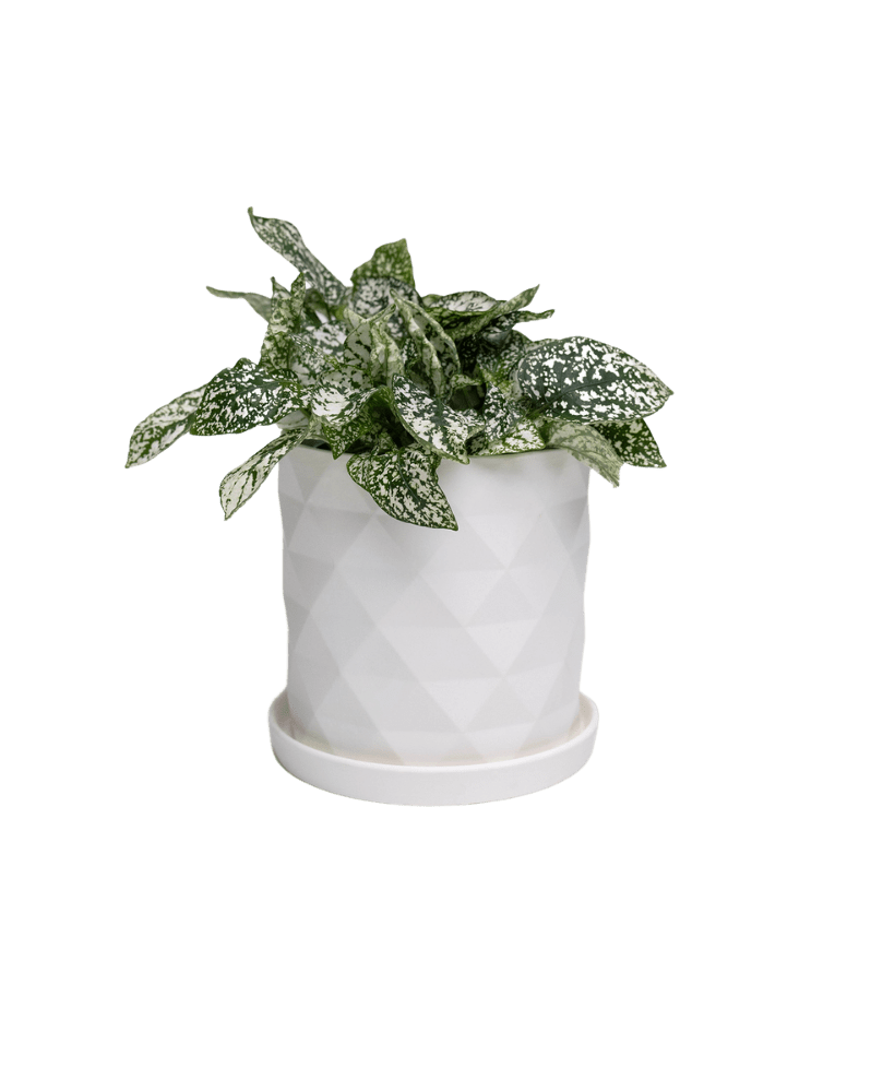 Virago 5" Porcelain Pot With Drainage Hole And Saucer - Chive Ceramics Studio - Pots - Chive Ceramics Studio