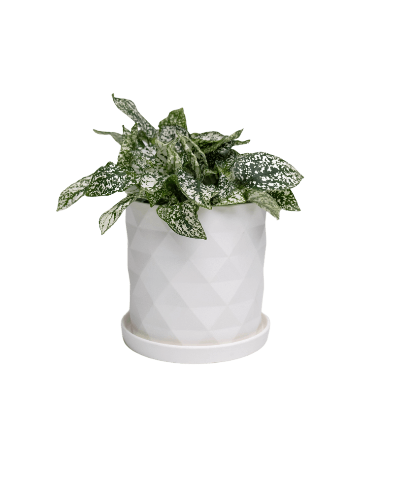 Virago 5" Porcelain Pot With Drainage Hole And Saucer - Chive Ceramics Studio - Pots - Chive Ceramics Studio