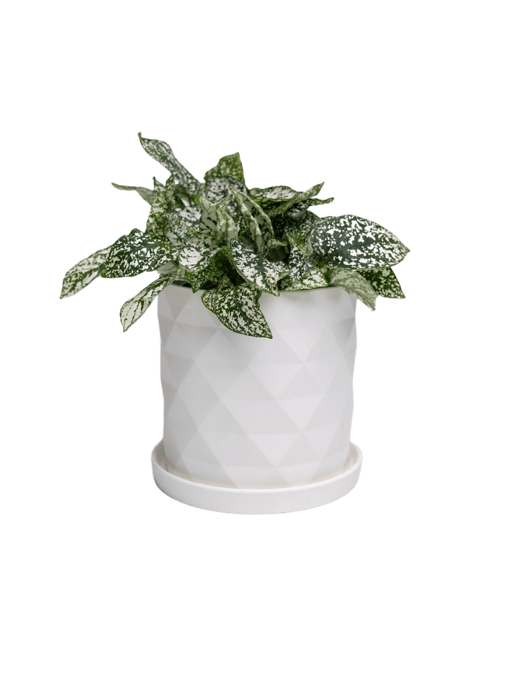 Virago 5" Porcelain Pot With Drainage Hole And Saucer - Chive Ceramics Studio - Pots - Chive Ceramics Studio