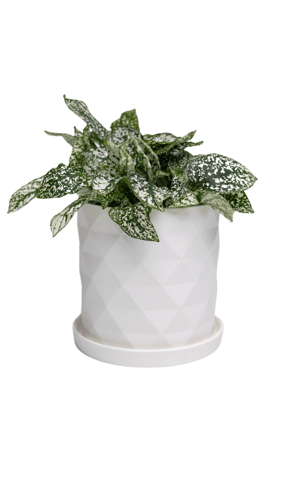 Virago 5" Porcelain Pot With Drainage Hole And Saucer - Chive Ceramics Studio - Pots - Chive Ceramics Studio