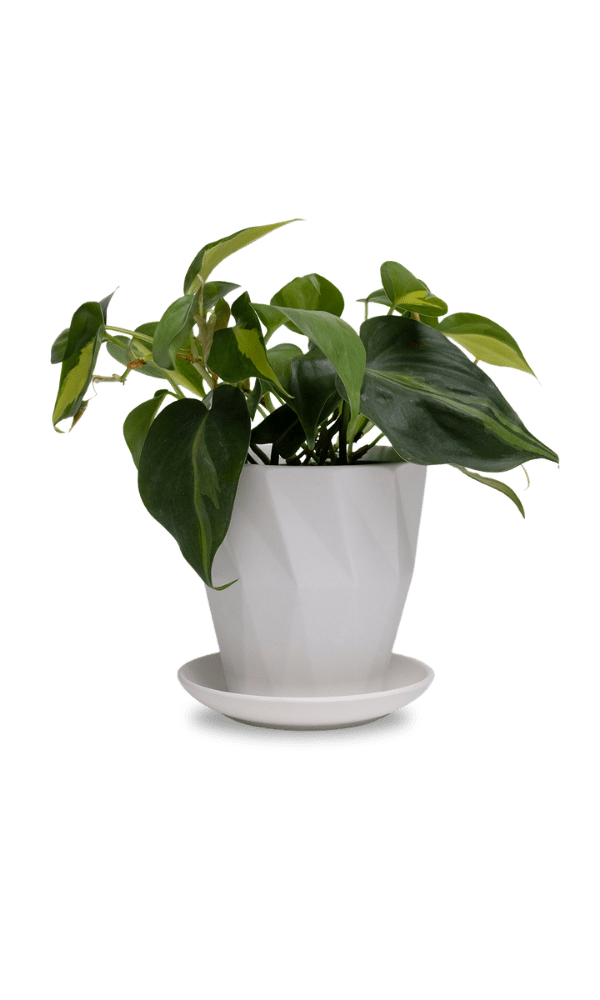 Virago 5" Porcelain Pot With Drainage Hole And Saucer - Chive Ceramics Studio - Pots - Chive Ceramics Studio