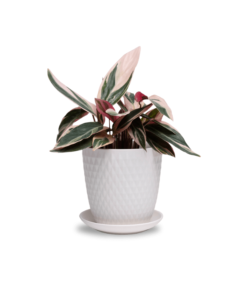 Virago 5" Porcelain Pot With Drainage Hole And Saucer - Chive Ceramics Studio - Pots - Chive Ceramics Studio