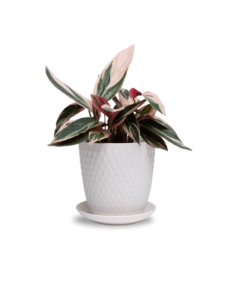 Virago 5" Porcelain Pot With Drainage Hole And Saucer - Chive Ceramics Studio - Pots - Chive Ceramics Studio