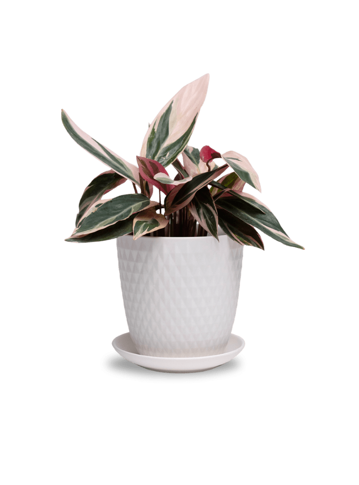 Virago 5" Porcelain Pot With Drainage Hole And Saucer - Chive Ceramics Studio - Pots - Chive Ceramics Studio