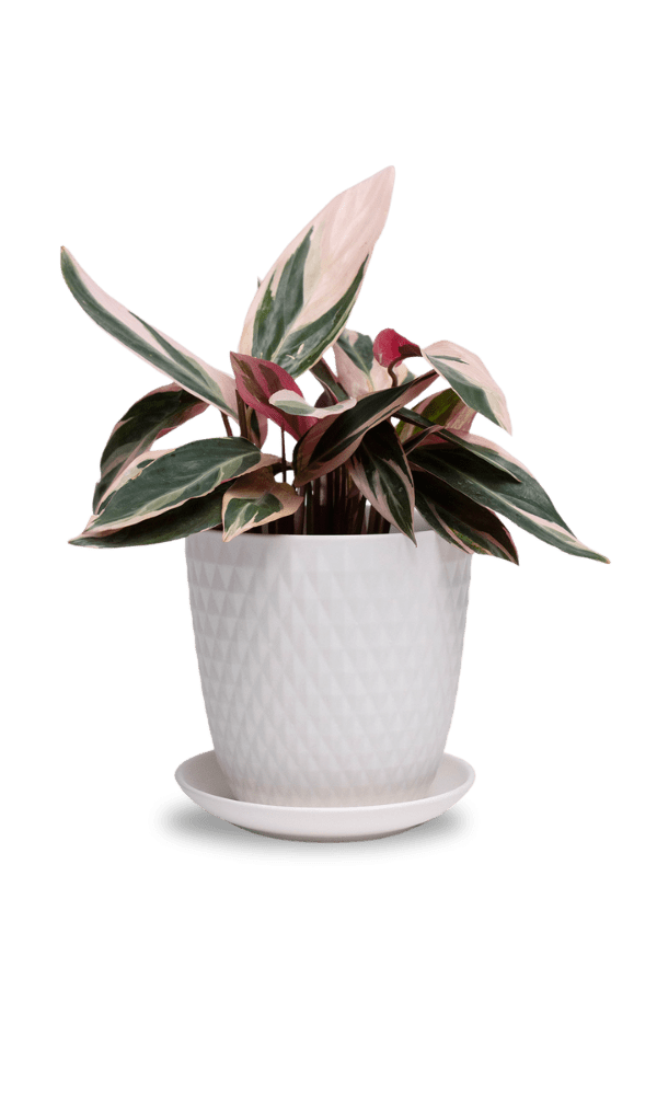 Virago 5" Porcelain Pot With Drainage Hole And Saucer - Chive Ceramics Studio - Pots - Chive Ceramics Studio