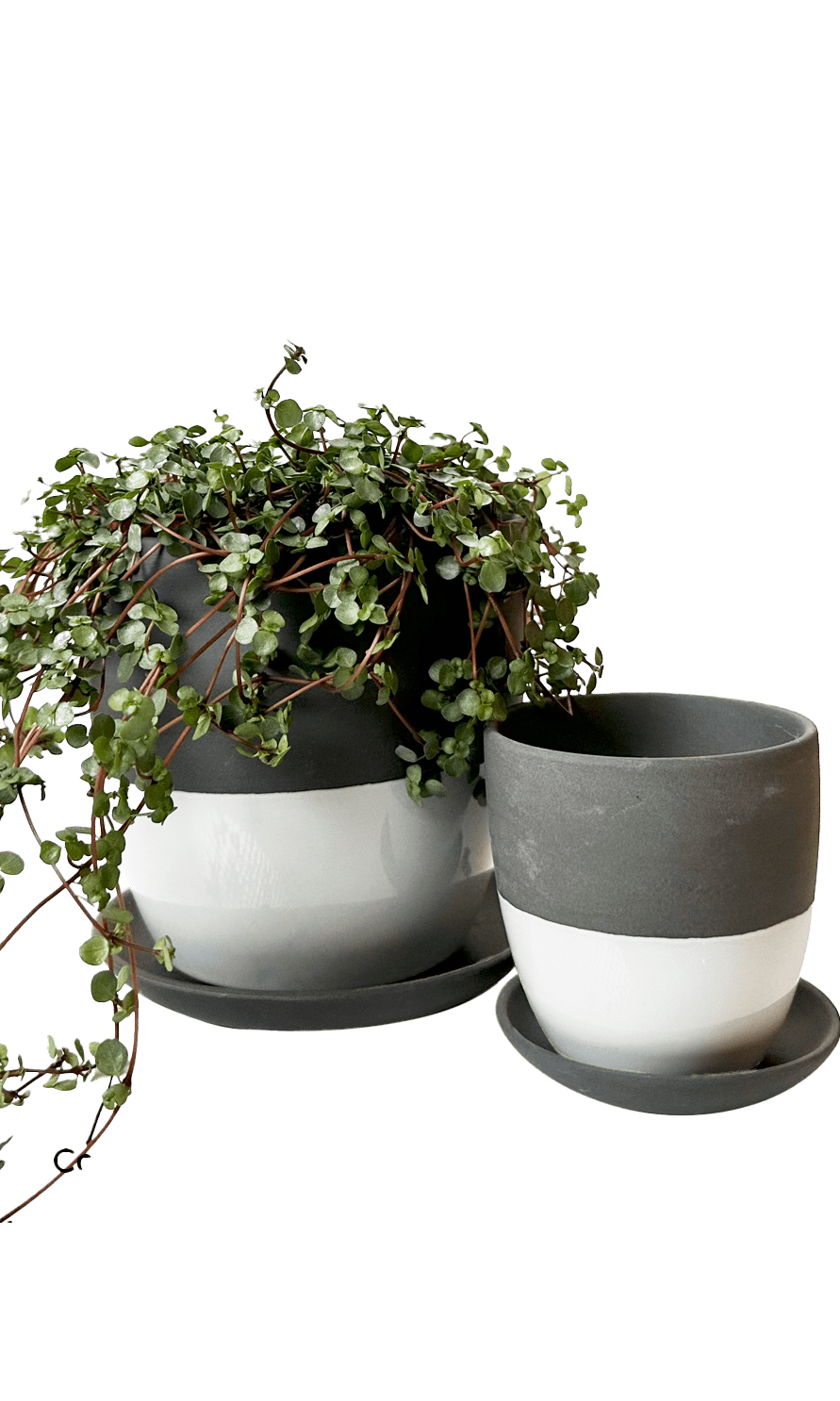 Dyad Porcelain Modern Indoor Plant Pot With Saucer - Chive Ceramics Studio - Pots - Chive US