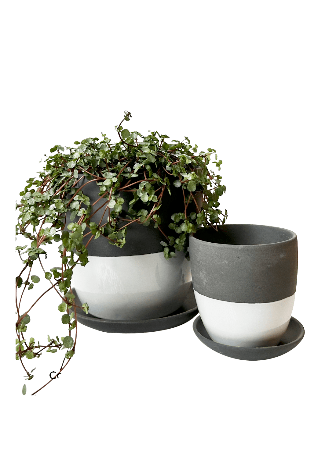 Dyad Porcelain Modern Indoor Plant Pot With Saucer - Chive Ceramics Studio - Pots - Chive US