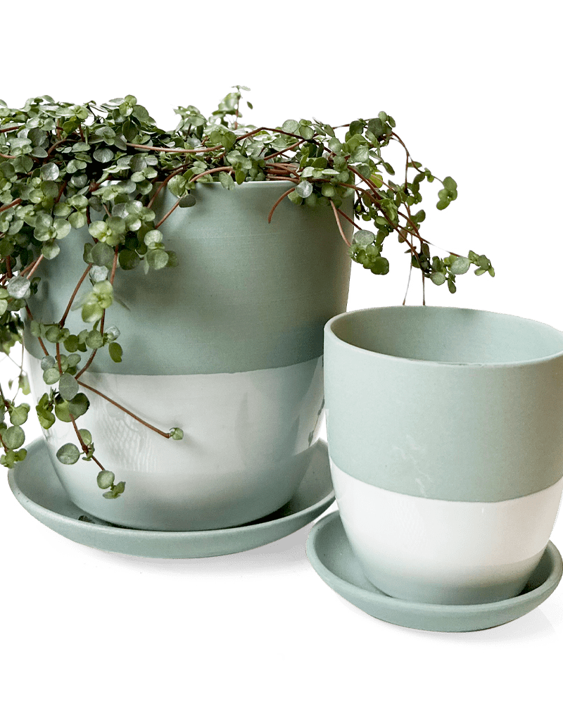 Dyad Porcelain Modern Indoor Plant Pot With Saucer - Chive Ceramics Studio - Pots - Chive US