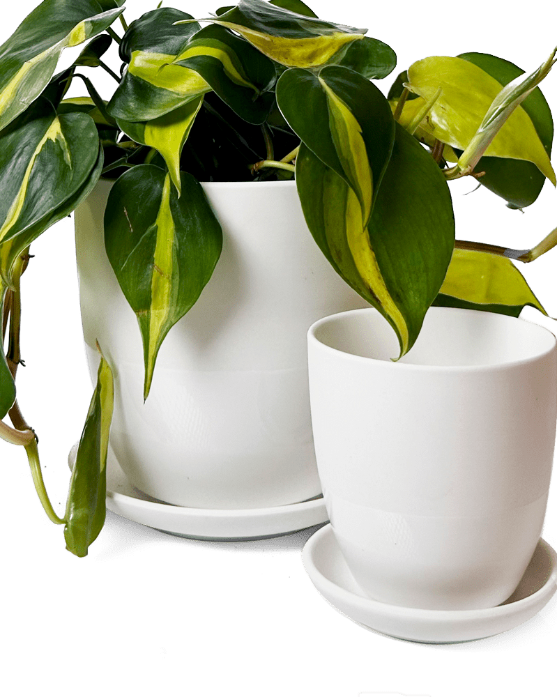 Dyad Porcelain Modern Indoor Plant Pot With Saucer - Chive Ceramics Studio - Pots - Chive US