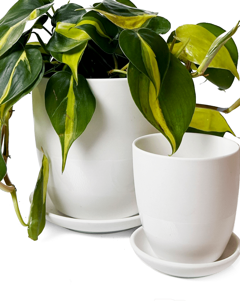 Dyad Porcelain Modern Indoor Plant Pot With Saucer - Chive Ceramics Studio - Pots - Chive US