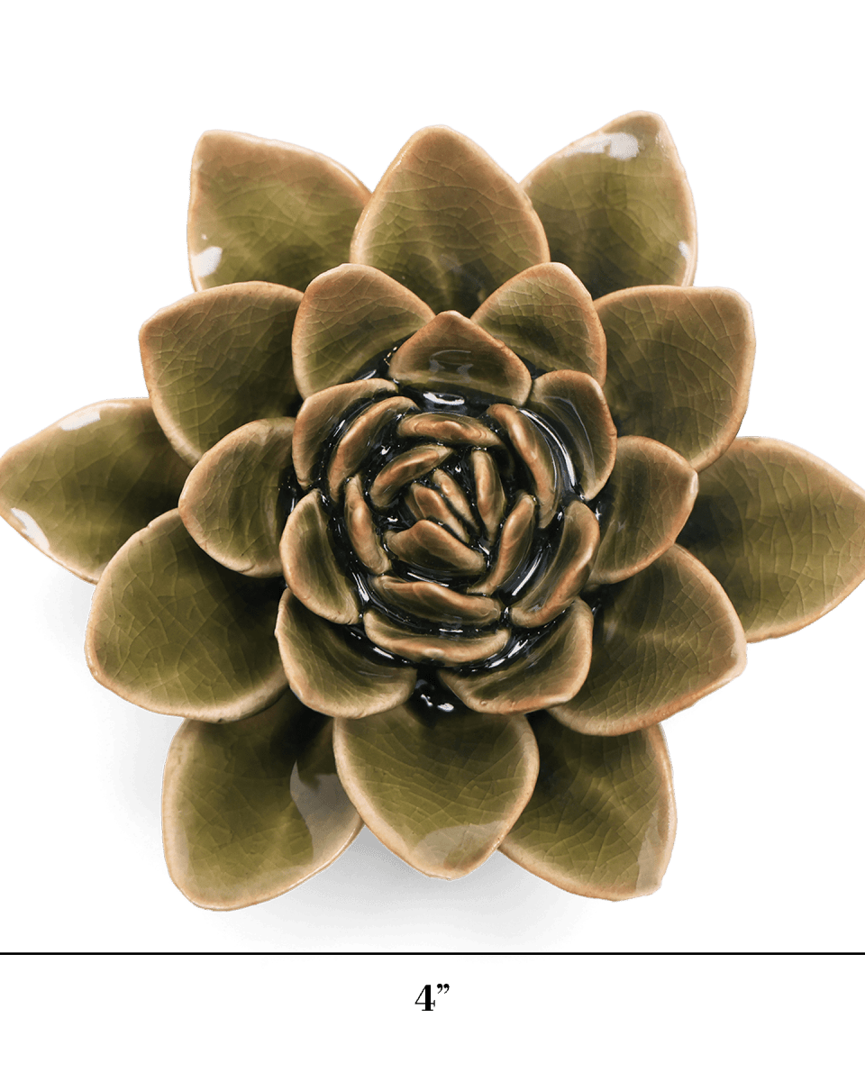 EG01 Olive Green Echeveria - Chive US Wholesale