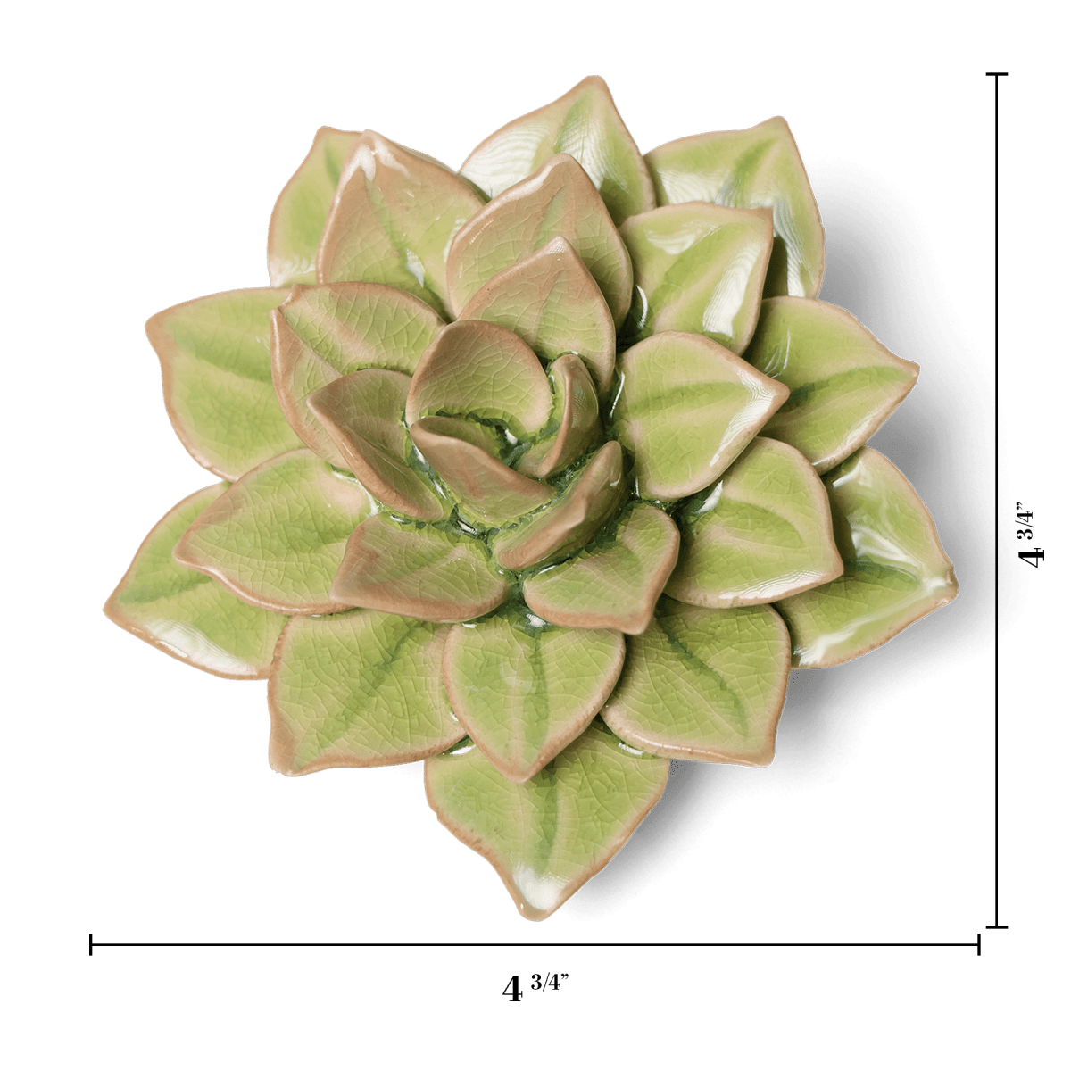 EG10 Peridot Green Fairy Echeveria - Chive US Wholesale