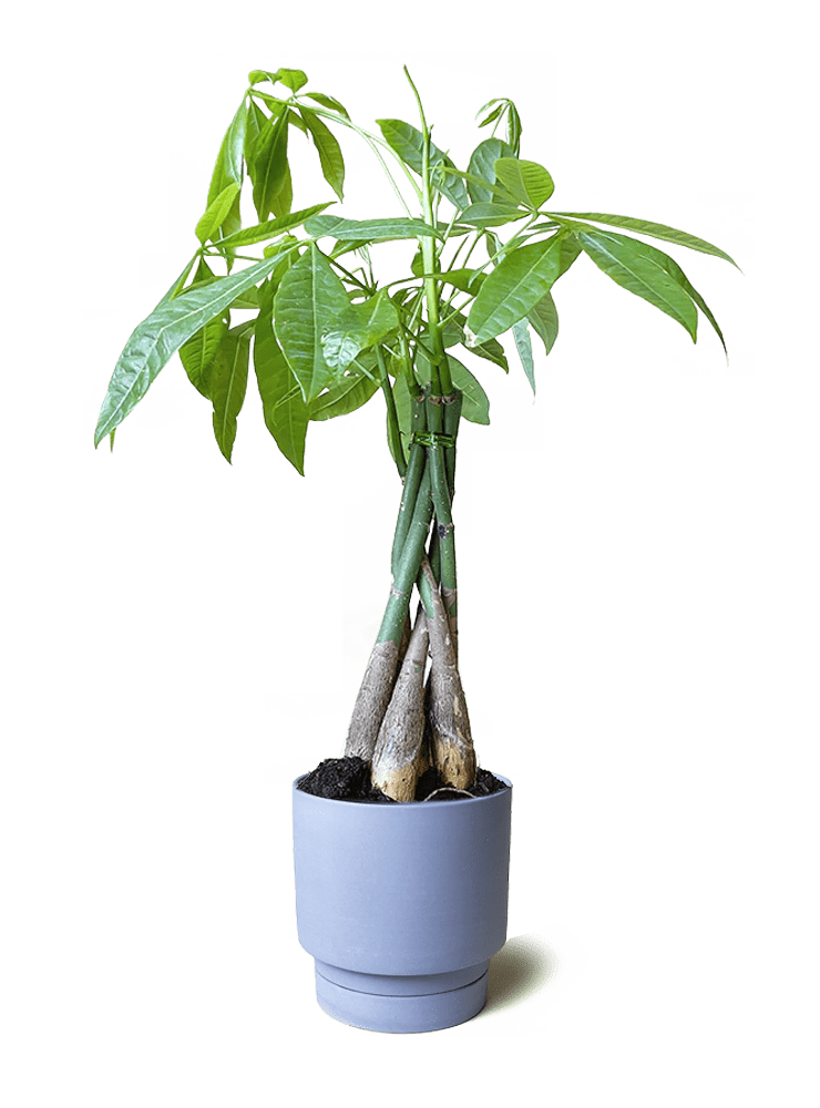 Casey Porcelain Modern Pot And Saucer Set - Chive Ceramics Studio - Pots - Chive Ceramics Studio