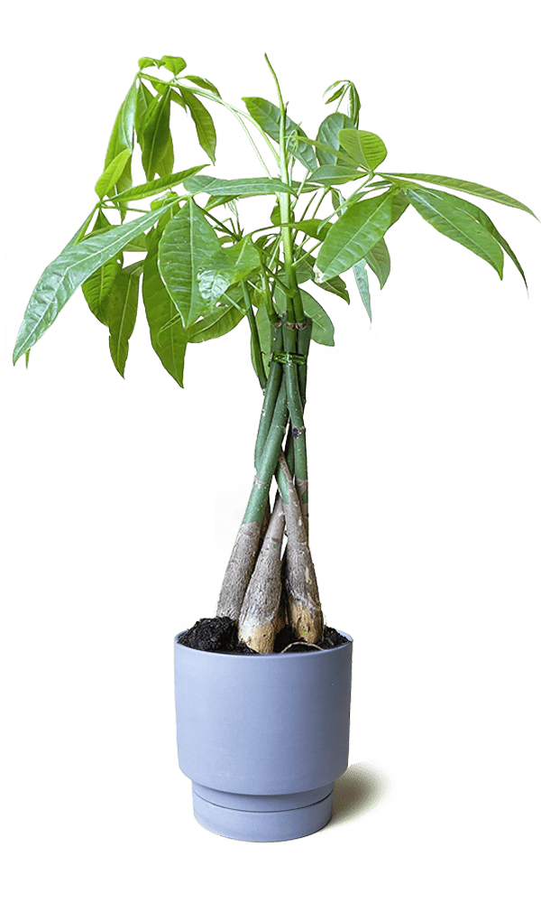 Casey Porcelain Modern Pot And Saucer Set - Chive Ceramics Studio - Pots - Chive Ceramics Studio