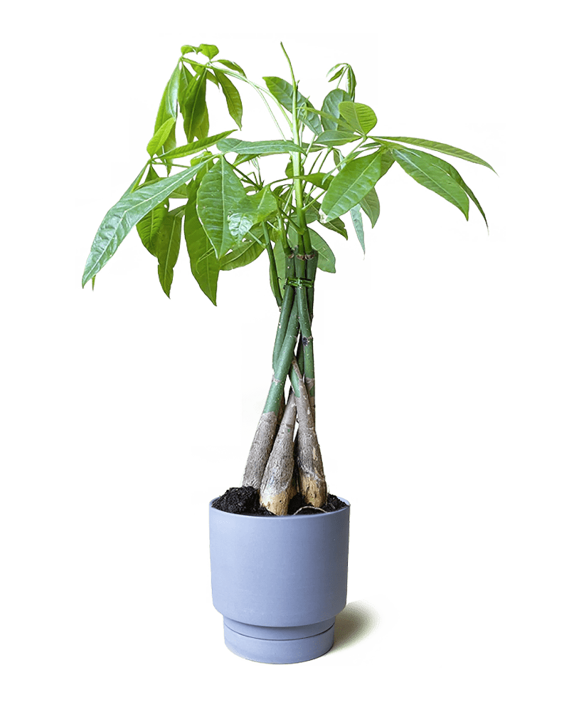 Casey Porcelain Modern Pot And Saucer Set - Chive Ceramics Studio - Pots - Chive Ceramics Studio