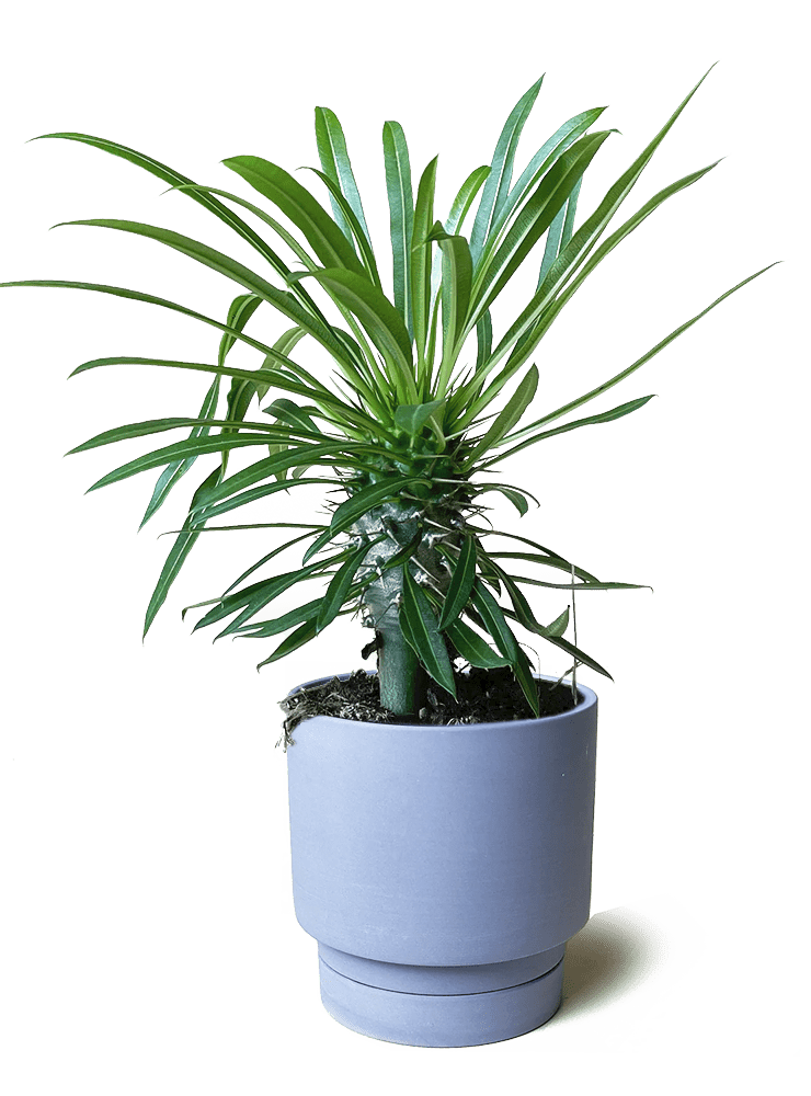 Casey Porcelain Modern Pot And Saucer Set - Chive Ceramics Studio - Pots - Chive Ceramics Studio