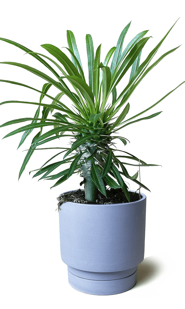 Casey Porcelain Modern Pot And Saucer Set - Chive Ceramics Studio - Pots - Chive Ceramics Studio