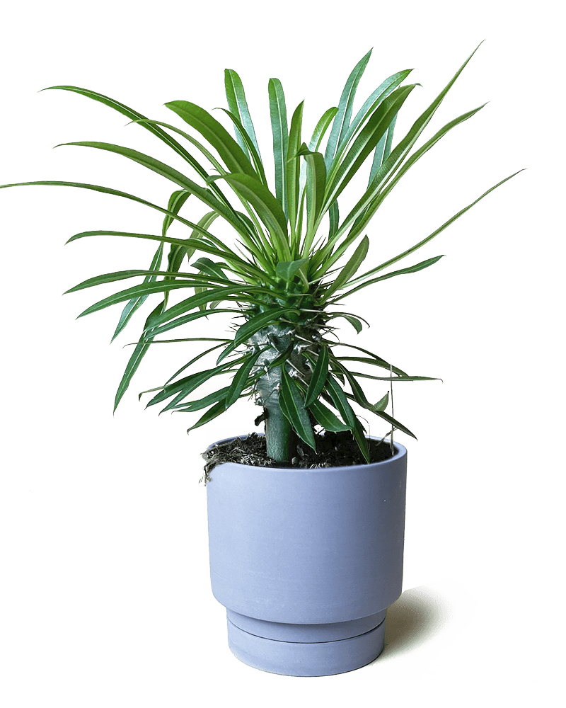 Casey Porcelain Modern Pot And Saucer Set - Chive Ceramics Studio - Pots - Chive Ceramics Studio