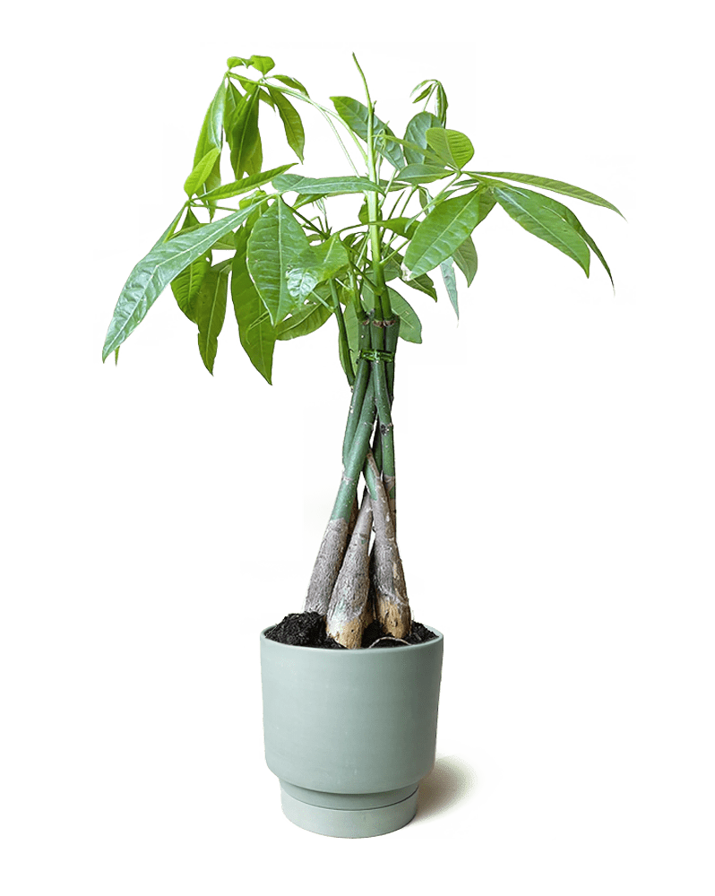 Casey Porcelain Modern Pot And Saucer Set - Chive Ceramics Studio - Pots - Chive Ceramics Studio