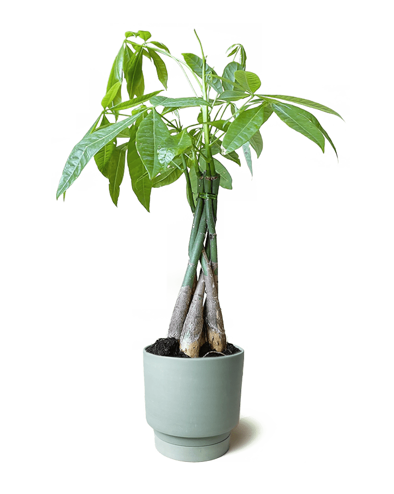 Casey Porcelain Modern Pot And Saucer Set - Chive Ceramics Studio - Pots - Chive Ceramics Studio