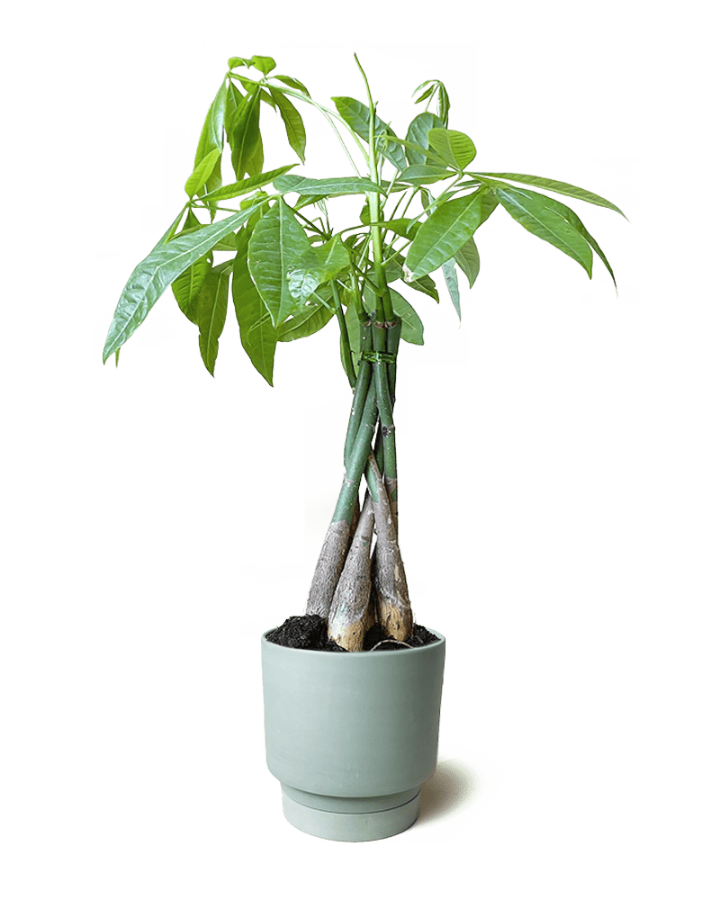 Casey Porcelain Modern Pot And Saucer Set - Chive Ceramics Studio - Pots - Chive Ceramics Studio