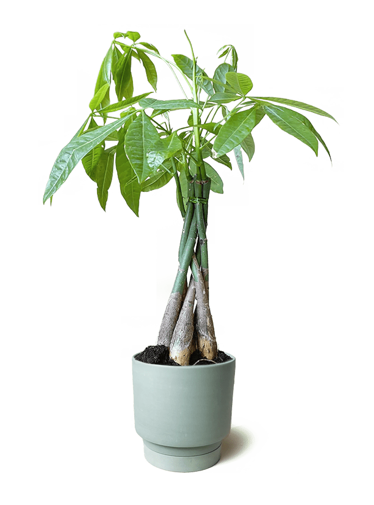 Casey Porcelain Modern Pot And Saucer Set - Chive Ceramics Studio - Pots - Chive Ceramics Studio