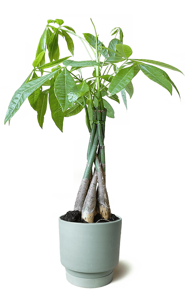 Casey Porcelain Modern Pot And Saucer Set - Chive Ceramics Studio - Pots - Chive Ceramics Studio