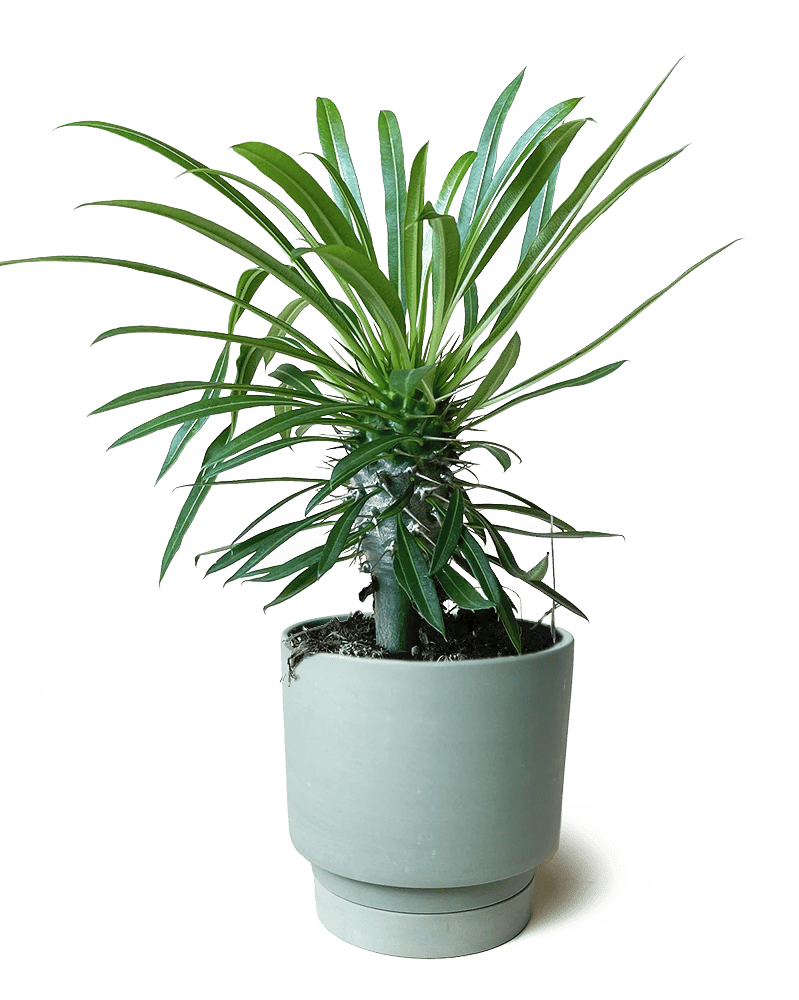 Casey Porcelain Modern Pot And Saucer Set - Chive Ceramics Studio - Pots - Chive Ceramics Studio