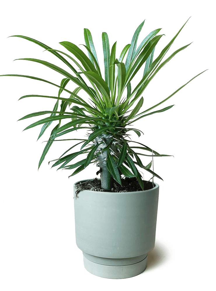 Casey Porcelain Modern Pot And Saucer Set - Chive Ceramics Studio - Pots - Chive Ceramics Studio