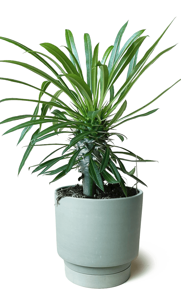 Casey Porcelain Modern Pot And Saucer Set - Chive Ceramics Studio - Pots - Chive Ceramics Studio