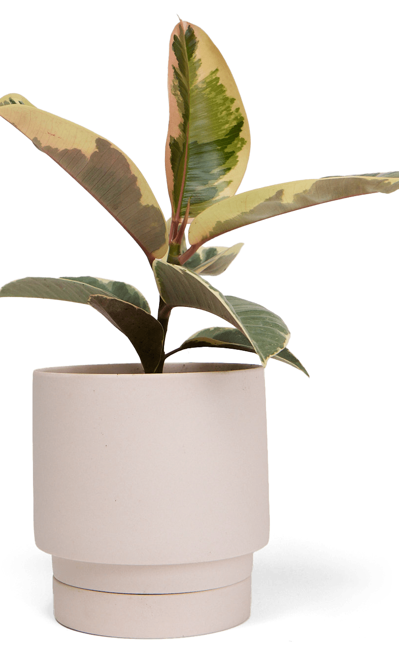 Casey Porcelain Modern Pot And Saucer Set - Chive Ceramics Studio - Pots - Chive Ceramics Studio