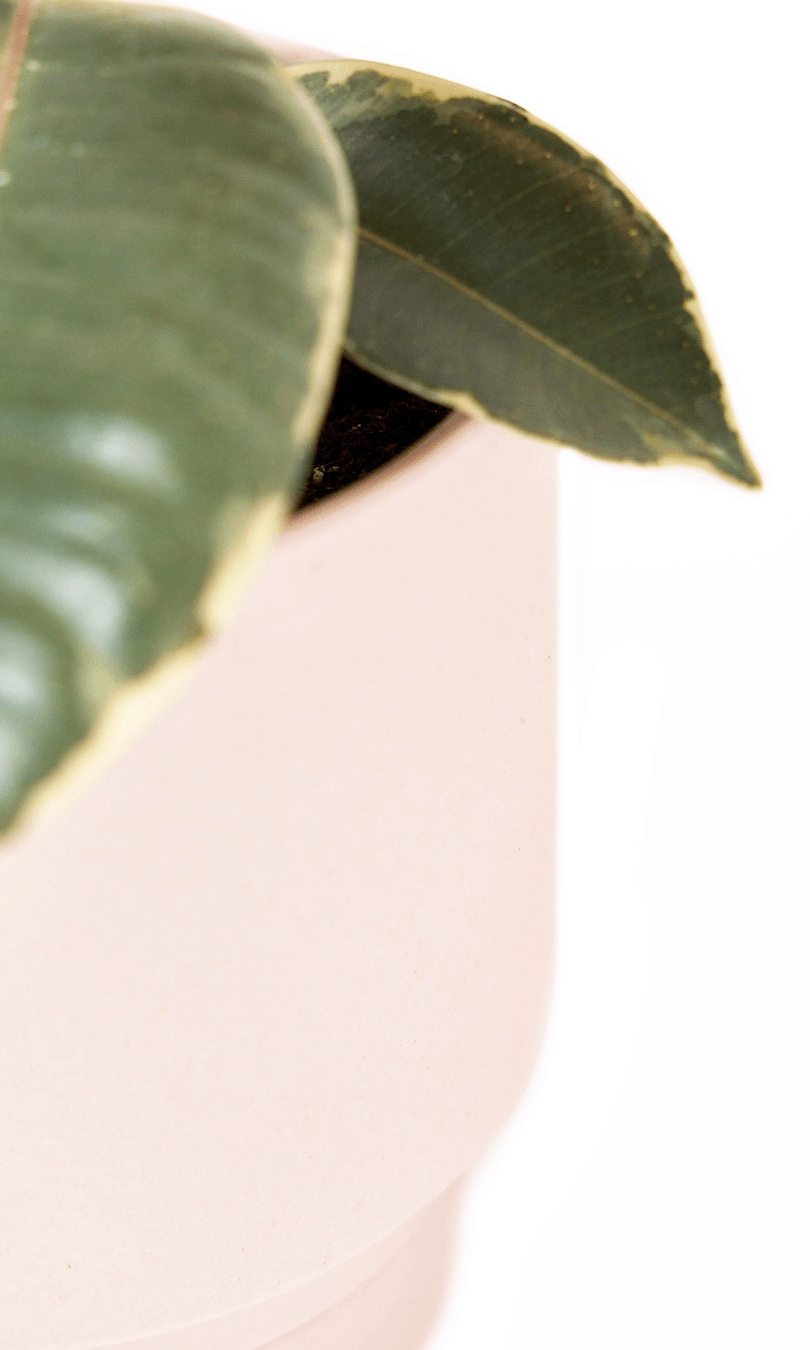 Casey Porcelain Modern Pot And Saucer Set - Chive Ceramics Studio - Pots - Chive Ceramics Studio