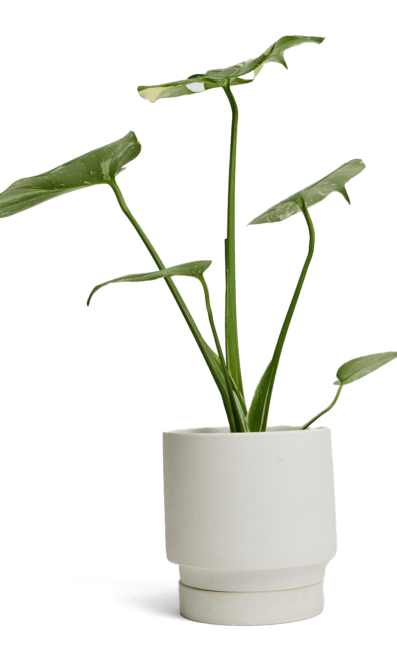 Casey Porcelain Modern Pot And Saucer Set - Chive Ceramics Studio - Pots - Chive Ceramics Studio