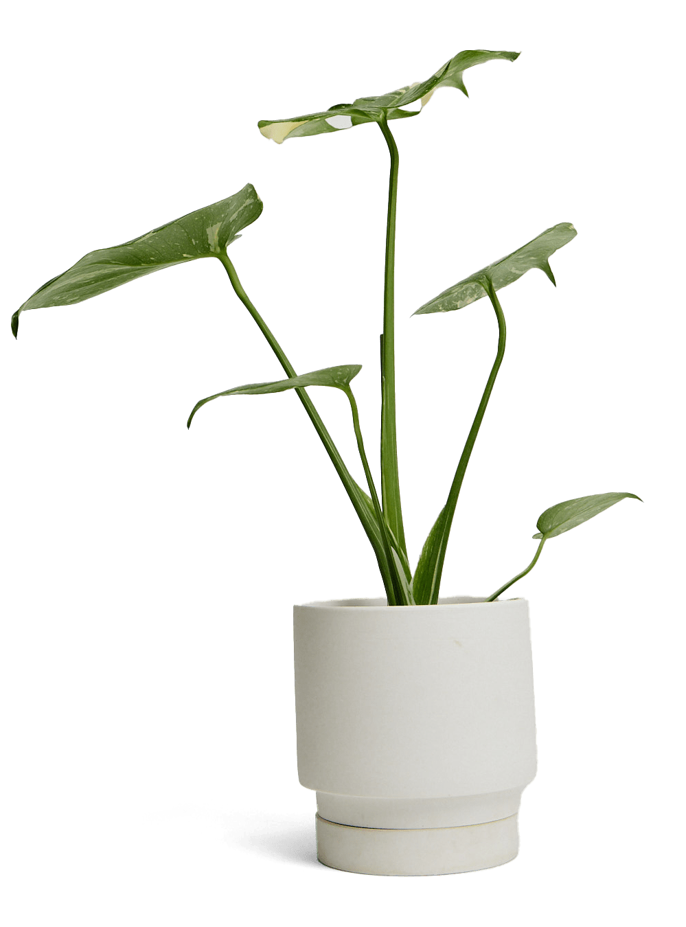 Casey Porcelain Modern Pot And Saucer Set - Chive Ceramics Studio - Pots - Chive Ceramics Studio