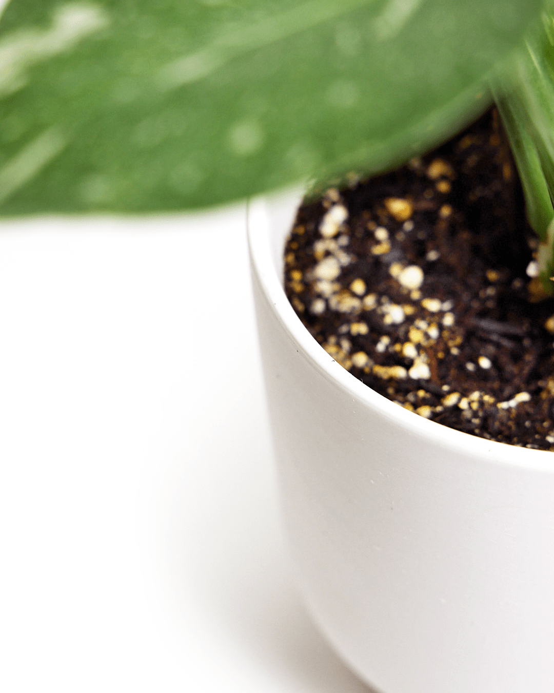 Casey Porcelain Modern Pot And Saucer Set - Chive Ceramics Studio - Pots - Chive Ceramics Studio