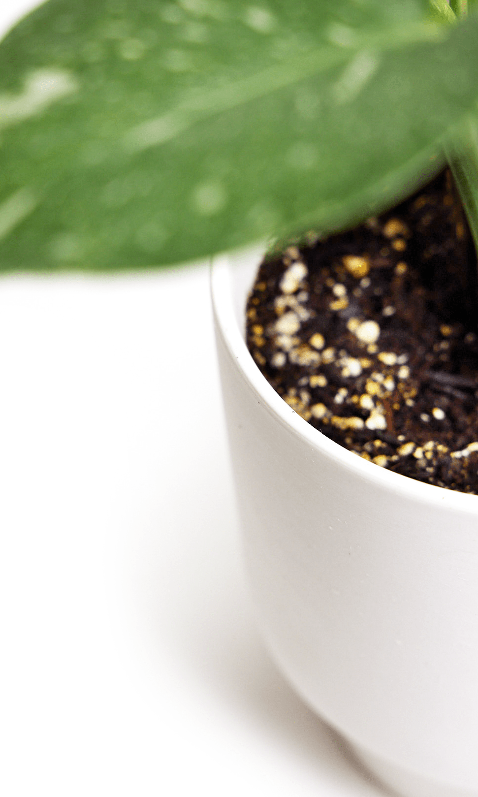 Casey Porcelain Modern Pot And Saucer Set - Chive Ceramics Studio - Pots - Chive Ceramics Studio