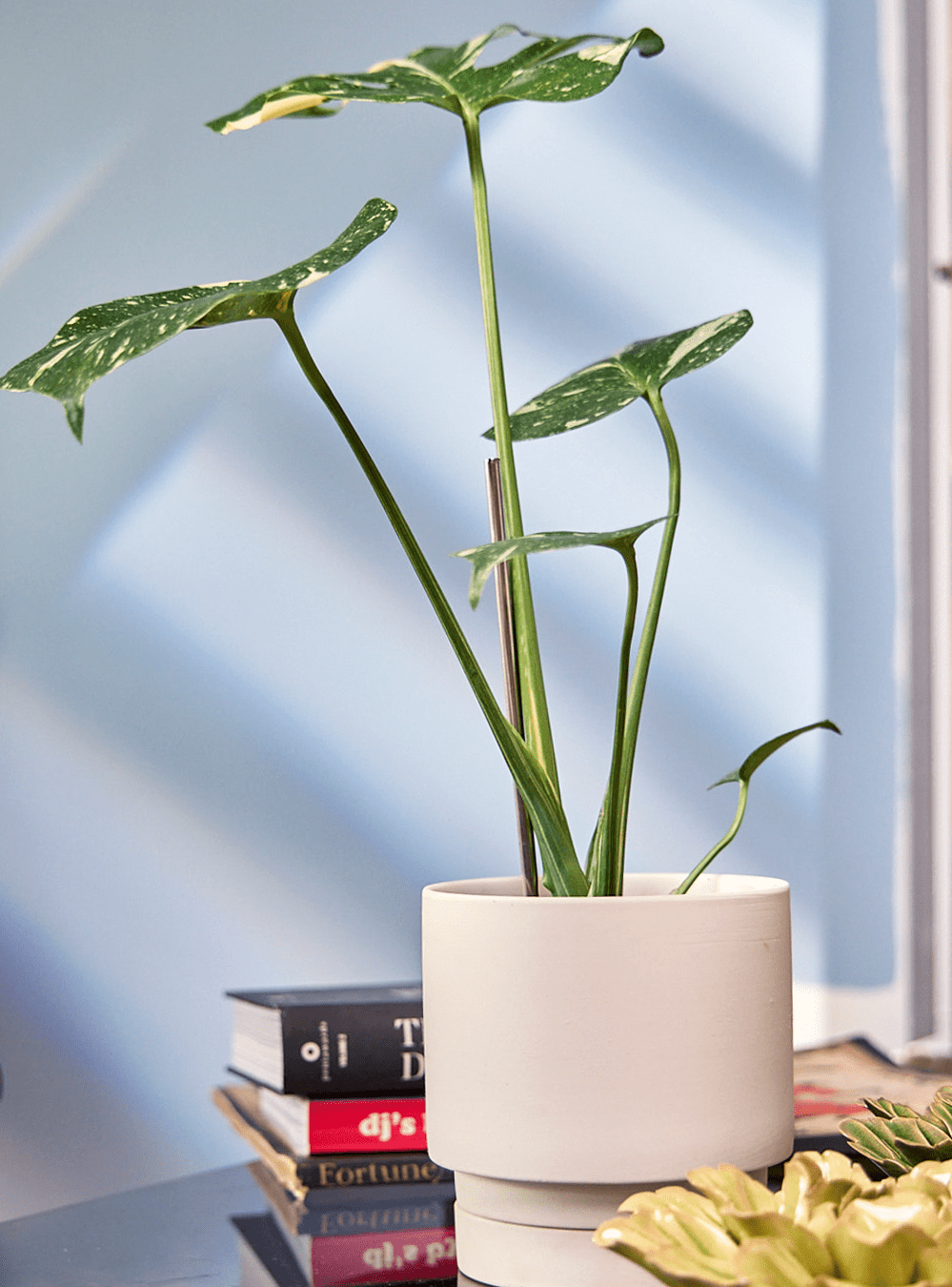 Casey Porcelain Modern Pot And Saucer Set - Chive Ceramics Studio - Pots - Chive Ceramics Studio