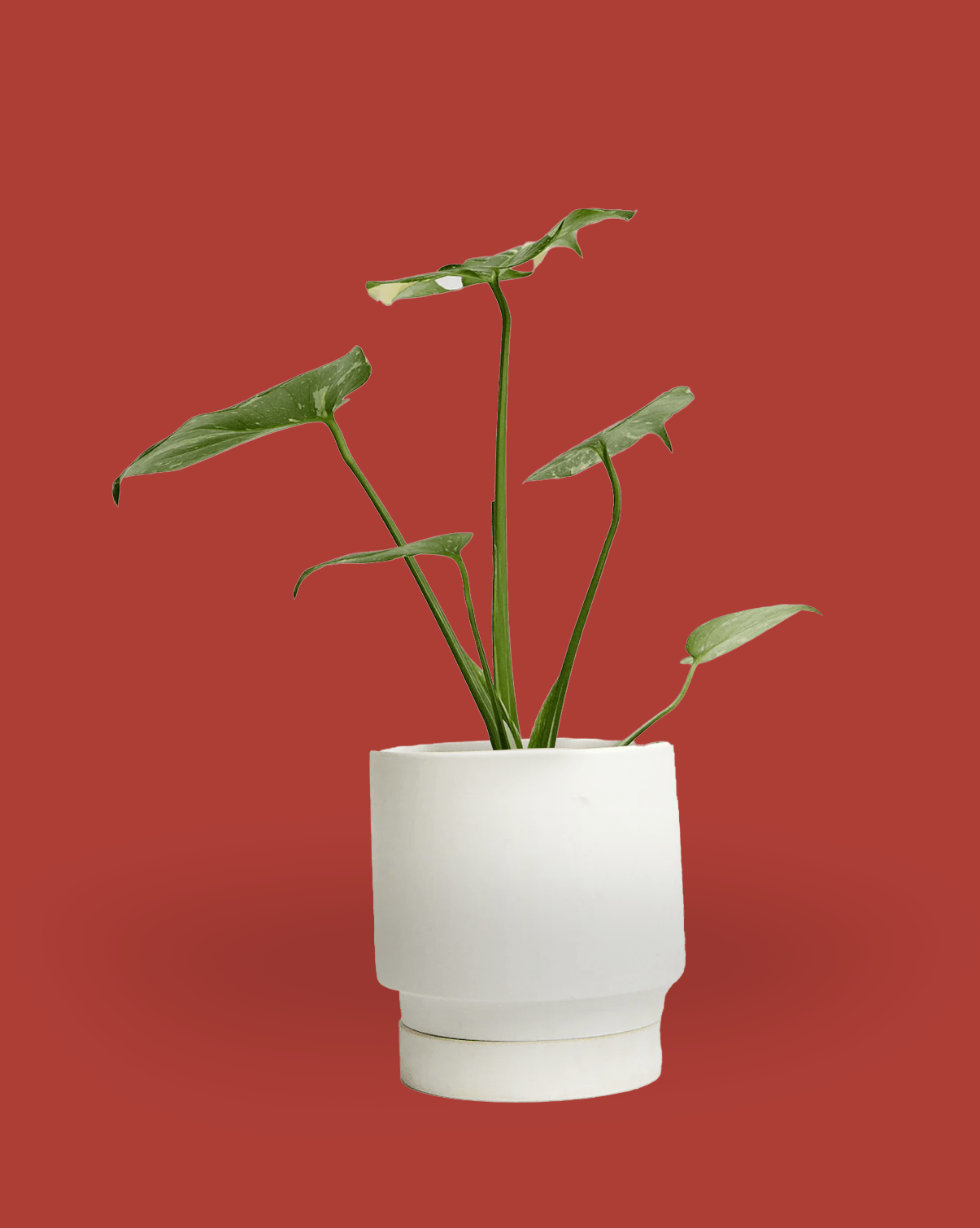 Casey Porcelain Modern Pot And Saucer - Chive Ceramics Studio - Pots - Chive Ceramics Studio