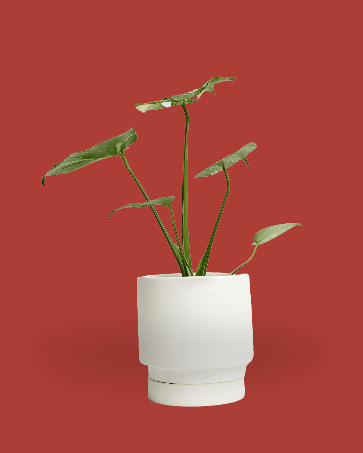 Casey Porcelain Modern Pot And Saucer - Chive Ceramics Studio - Pots - Chive Ceramics Studio