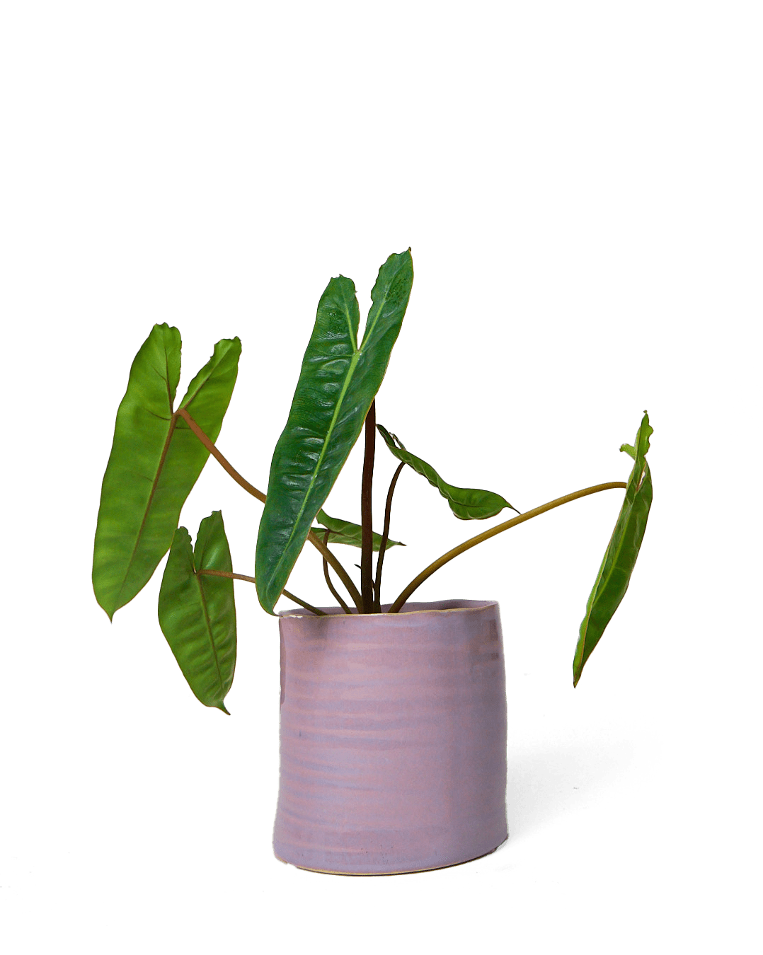 Channa Ceramic Planter Pot - Chive Ceramics Studio - Pots - Chive Ceramics Studio